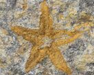 Starfish (Petraster?) & Edrioasteroids - Ordovician #41814-3
